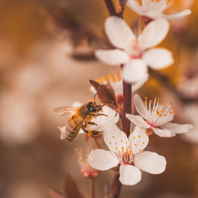 A méhek állományának csökkenése és védelme!